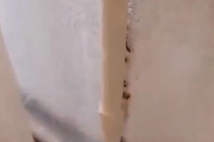 Еще одну екатеринбургскую школу заполонили тараканы