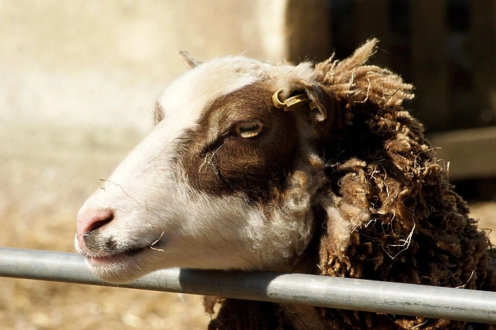 В Свердловской области резко сократилось поголовье скота