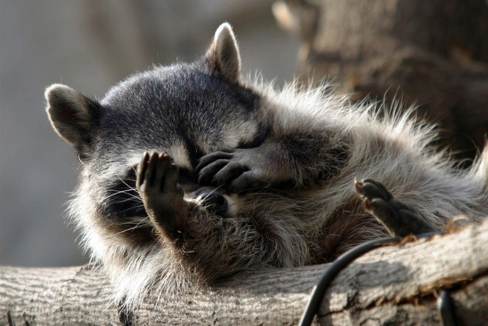 Енот-полоскун Семен оказался за решеткой в ИК-2 Екатеринбурга