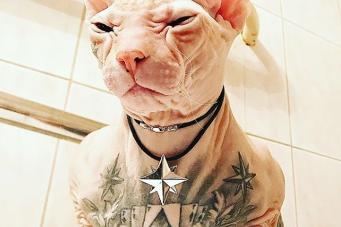 Под Екатеринбургом пропал татуированный кот