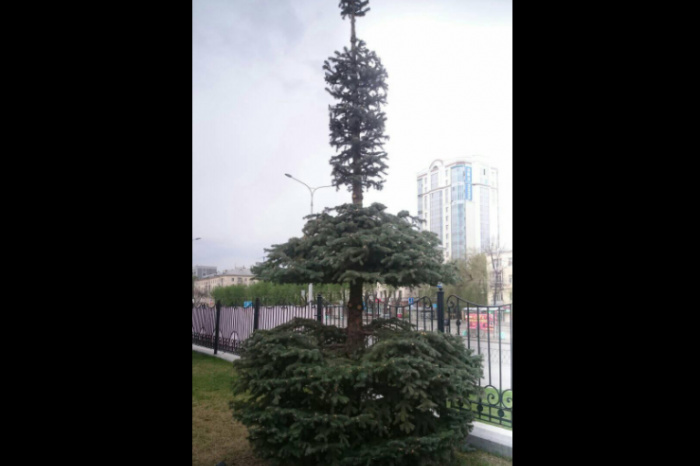 В СвЖД объяснили, для чего подстригли елки возле Управления дороги в Екатеринбурге