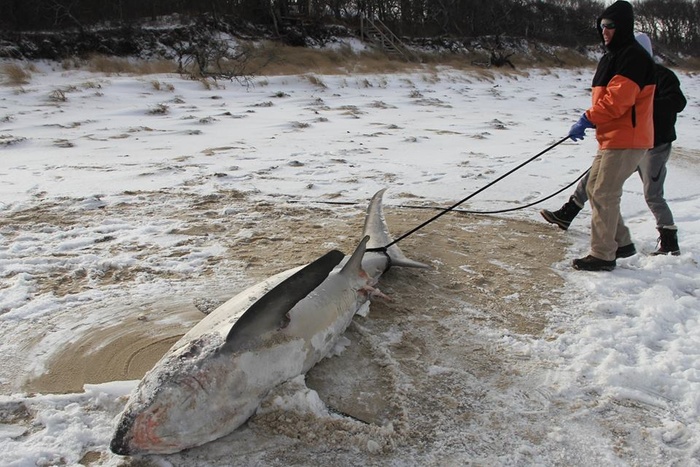 В США начали насмерть замерзать акулы