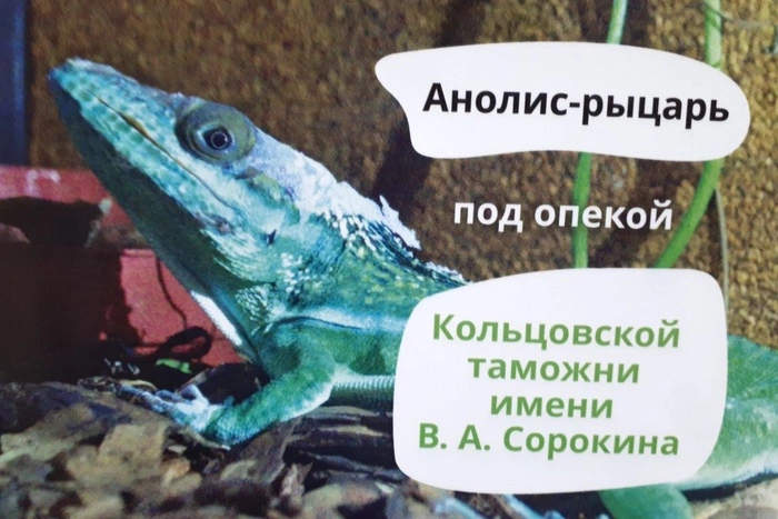 Таможенники Кольцово передали в зоопарк редких краснокнижных гекконов