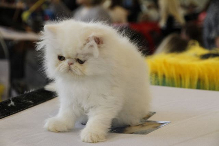 Житель Екатеринбурга пожаловался на выставку кошек в фудкорте «Гринвича»