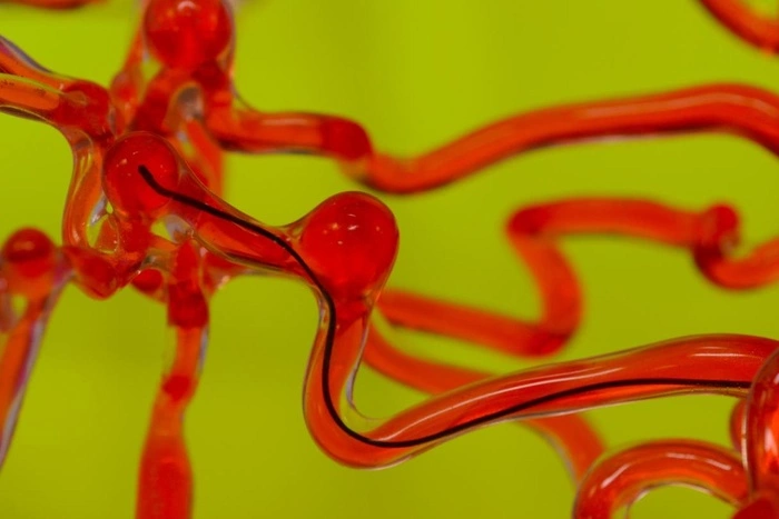 Новый «робочервь» будет путешествовать по сосудам мозга и разрушать тромбы