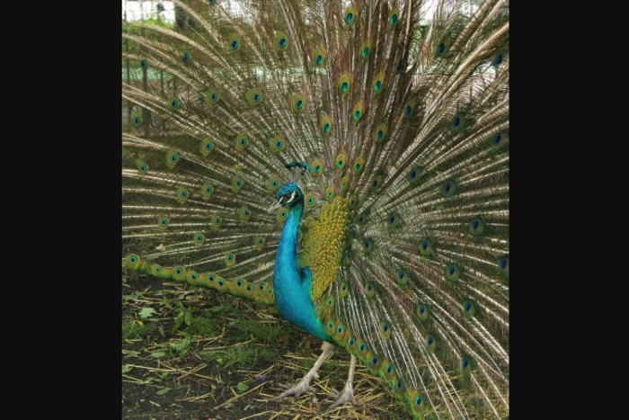 Посетители Екатеринбургского зоопарка погубили павлина. Еще один — в тяжелом состоянии