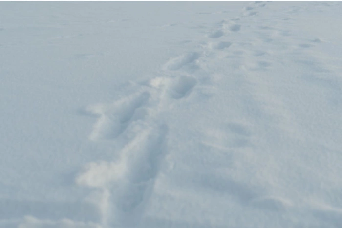 В Нижних Сергах мужчина с санями «обносил» дачные дома