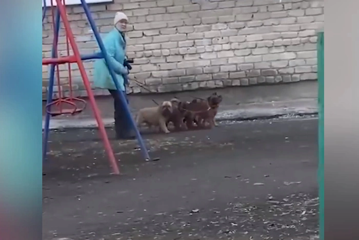 В Екатеринбурге хозяйка стаи мопсов держит в страхе район