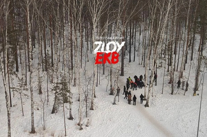 В Академическом вырубают берёзовую рощу