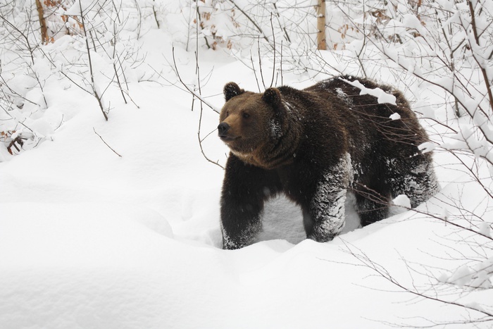 Медведь Зимой Фото