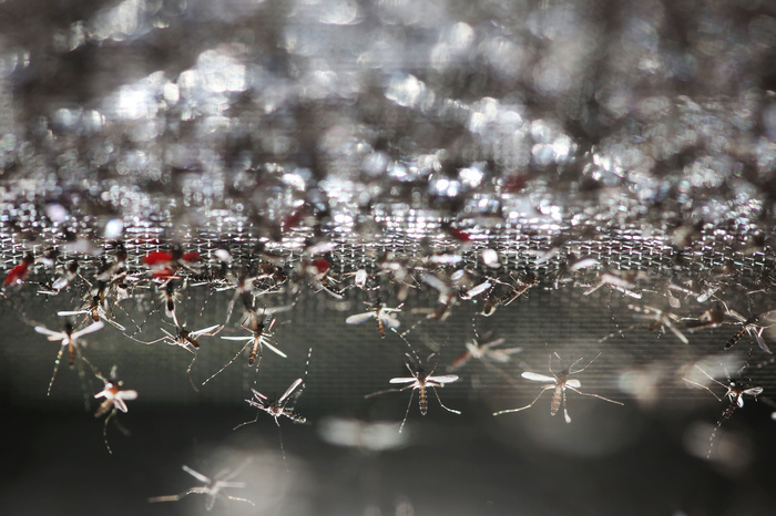 Болото в подвале: стаи комаров атакуют жителей многоэтажки в Екатеринбурге