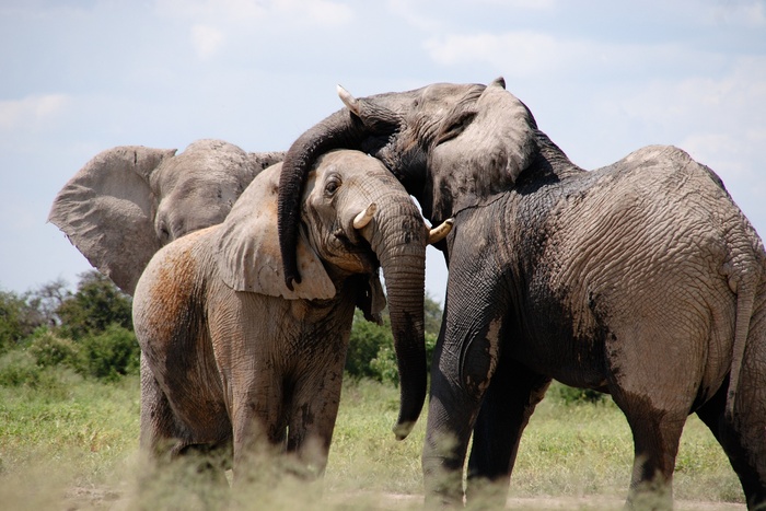 Десятки пьяных слонов уснули в лесу Индии, украв ликёр у местных жителей