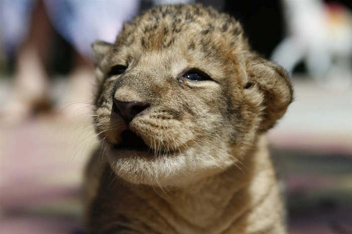 Жителям Тбилиси рекомендовали оставаться дома из-за сбежавших хищников