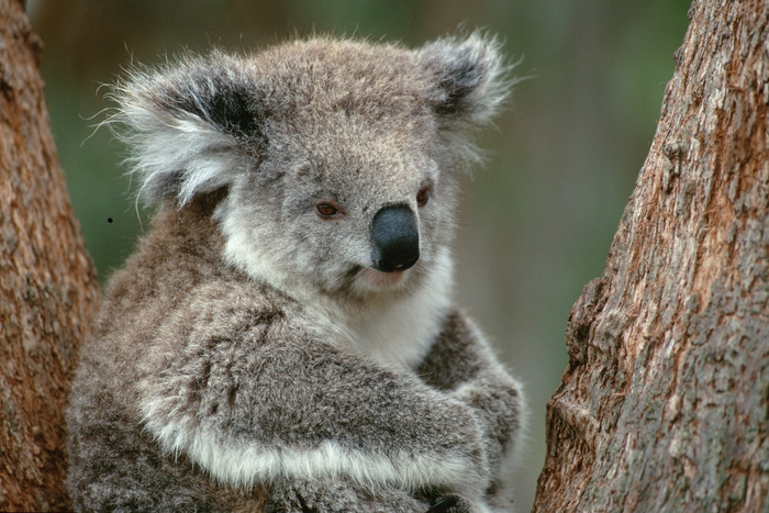 Австралийская коала захватила дом и поселилась на диване