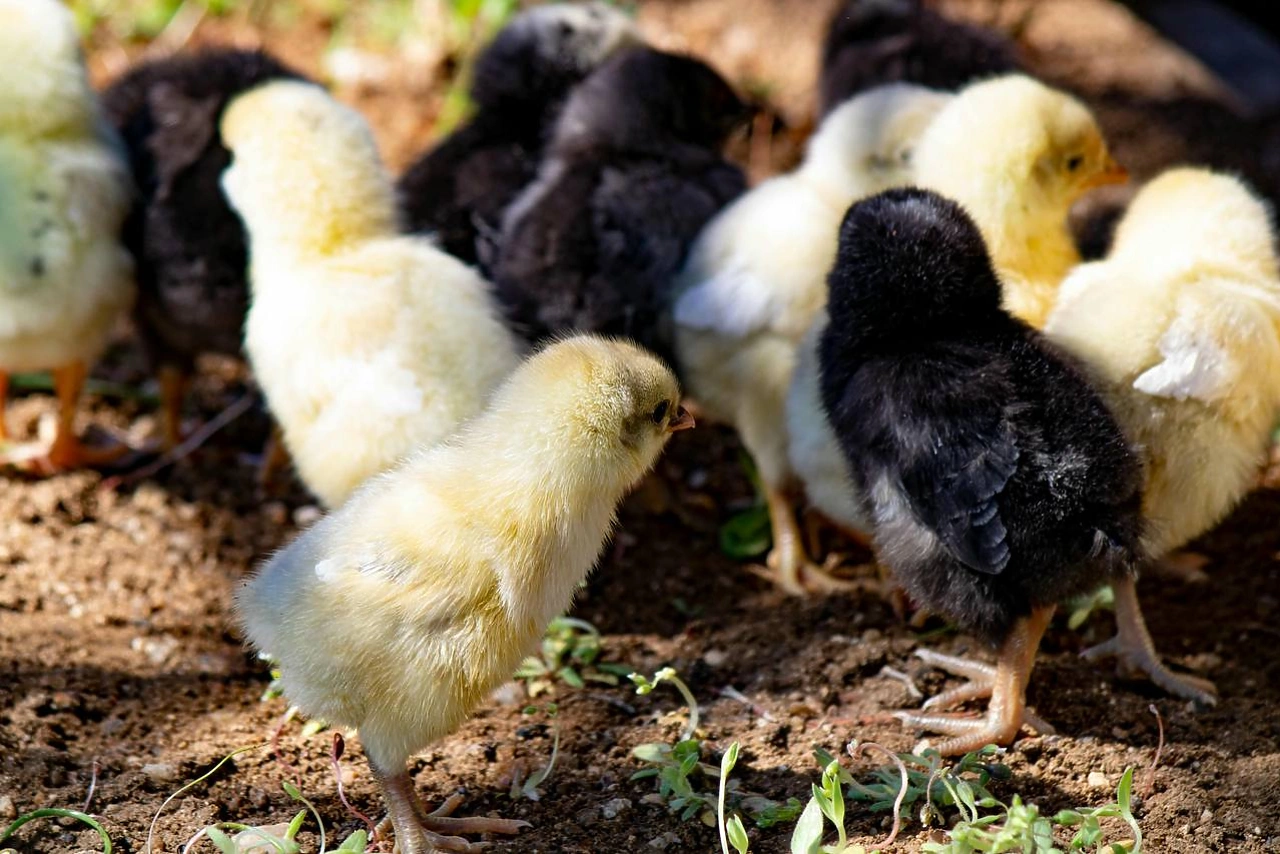 Тысячи свердловских цыплят полетели в Узбекистан