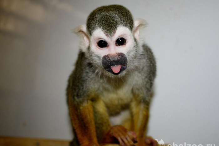 Зоопарк Челябинска признал покупку обезьяны на замену сбежавшей саймири