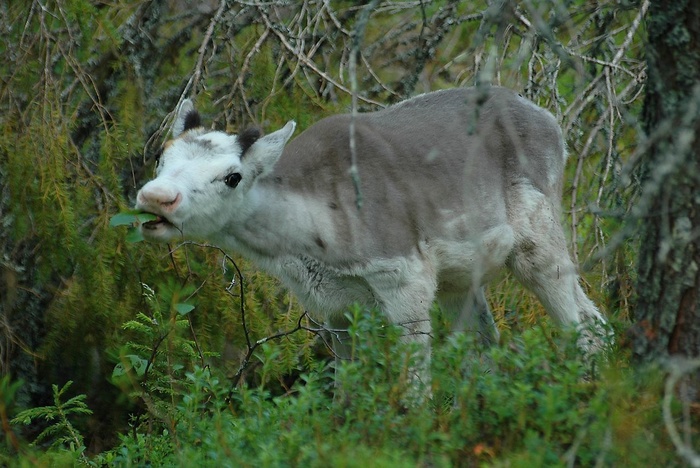 В уральском этнопарке родились два северных олененка