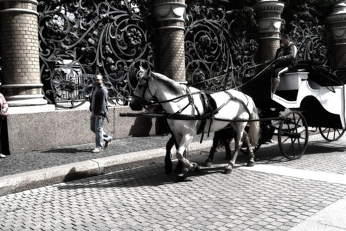 В Санкт-Петербурге лошадь откусила нос мужчине, который полез к ней целоваться