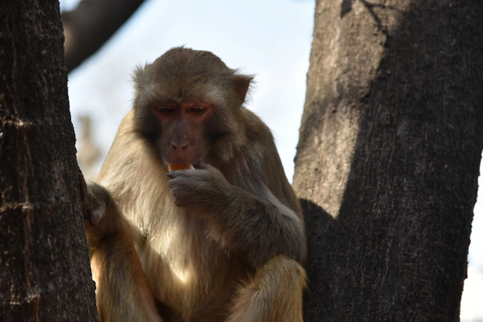 Китайского бизнесмена убил брошенный обезьяной камень