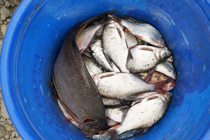 Далеко на рыбалку ездить не надо. На Плотинке поймали 140 кг рыбы за 4 часа