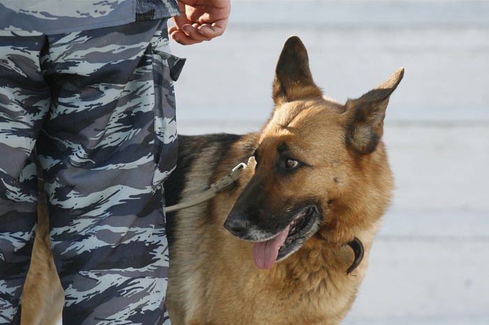 Российская полиция передает в дар французским коллегам щенка овчарки