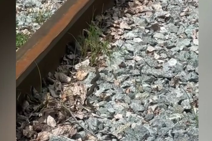 Свердловчане заявили о нашествии змей в лесах под Екатеринбургом