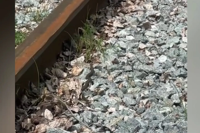 Свердловчане заявили о нашествии змей в лесах под Екатеринбургом