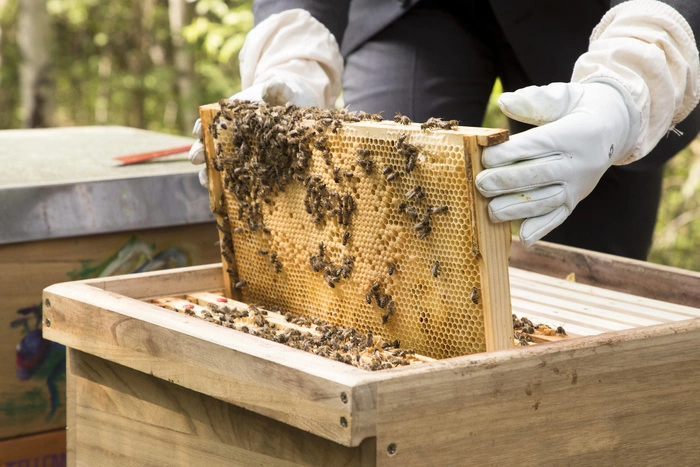 Пчеловоды предупредили о дефиците меда из-за плохой погоды