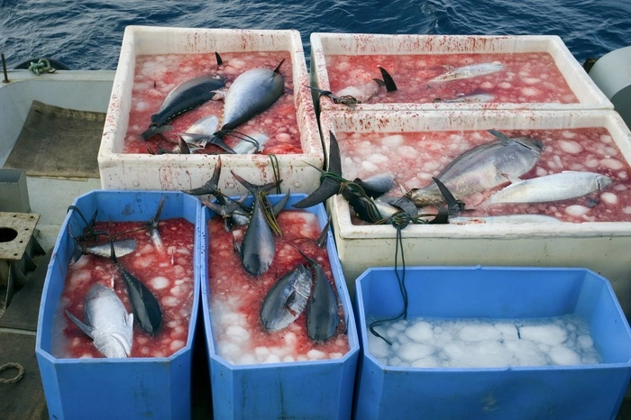 Названа причина исчезновения рыболовецкого судна «Восток»