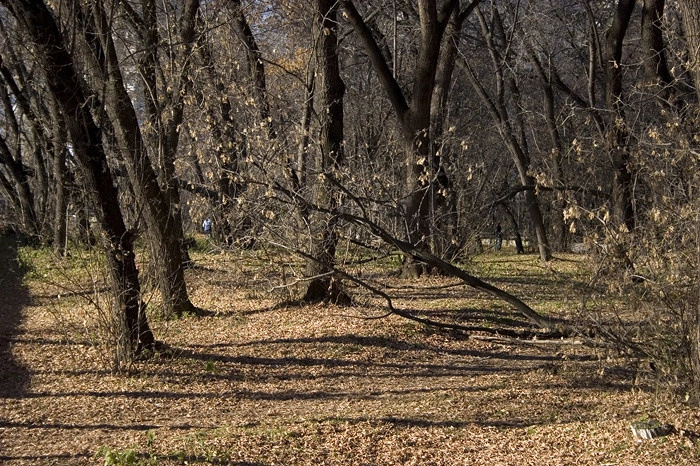 Мэрия ответила противникам реконструкции Зеленой Рощи