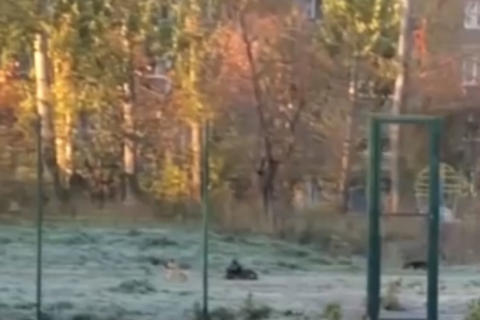 «Какая может быть безопасность?»: возле екатеринбургской школы живёт стая собак — видео