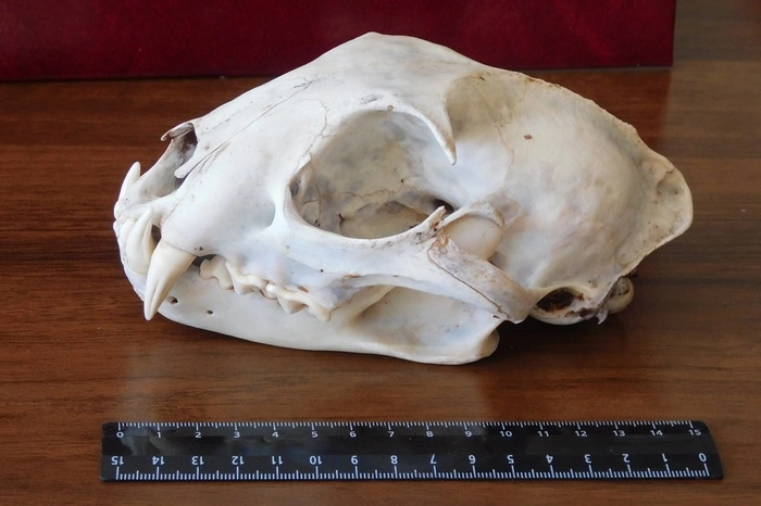 Странную рысь, похожую на волка, добыли под Камышловом охотники (ФОТО)