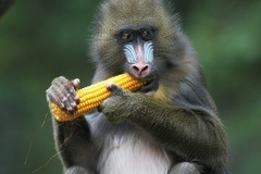 Мандрилы заставили сотрудников зоопарка говорить по-немецки