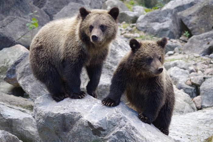 Поезд сбил насмерть двух медвежат. РЖД придется выплатить 120 тысяч рублей