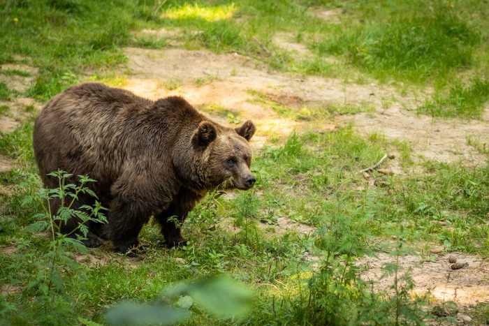 Медвежонок напал на бабушку с ребенком в Приморье