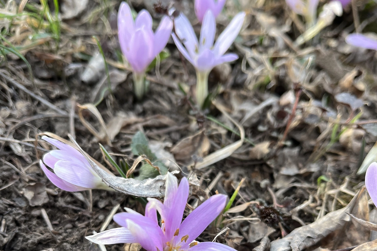 Огромные штрафы грозят россиянам за сорванный цветок