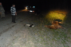 На Урале при столкновении с лосем погиб человек