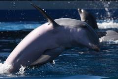 На берег Феодосии выбросило дельфина с камнем на шее