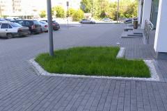 В Екатеринбурге начали появляться «правильные газоны»