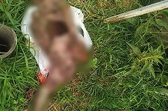 В Свердловской области местные жители жестоко убили собаку на глазах у детей, чтобы её съесть