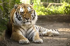 Рядом с «Екатеринбург-ЭКСПО» появится новый зоопарк