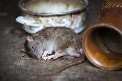 В Екатеринбурге чиновники не справились со стаей крыс