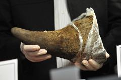 В Приамурье у китайского контрабандиста изъяли рог древнего носорога