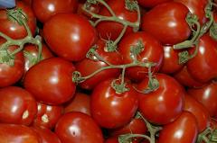 Россия «на данный момент» исключила отмену эмбарго на помидоры из Турции