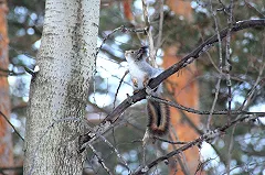 Житель ЯНАО, стрелявший в белку, но застреливший рыбака, предстанет перед судом