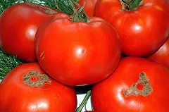 Ткачев назвал «ударом в спину» ответ Анкары на «томатный конфликт»