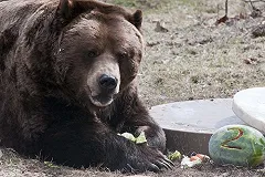 В томском кафе медведь напал на женщину