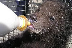 Семья из Коми приютила на балконе одинокого медвежонка