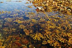 В РАН назвали токсичные водоросли главной версией загрязнения на Камчатке