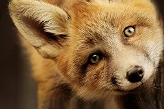 В Екатеринбурге после карантина открывается зоопарк